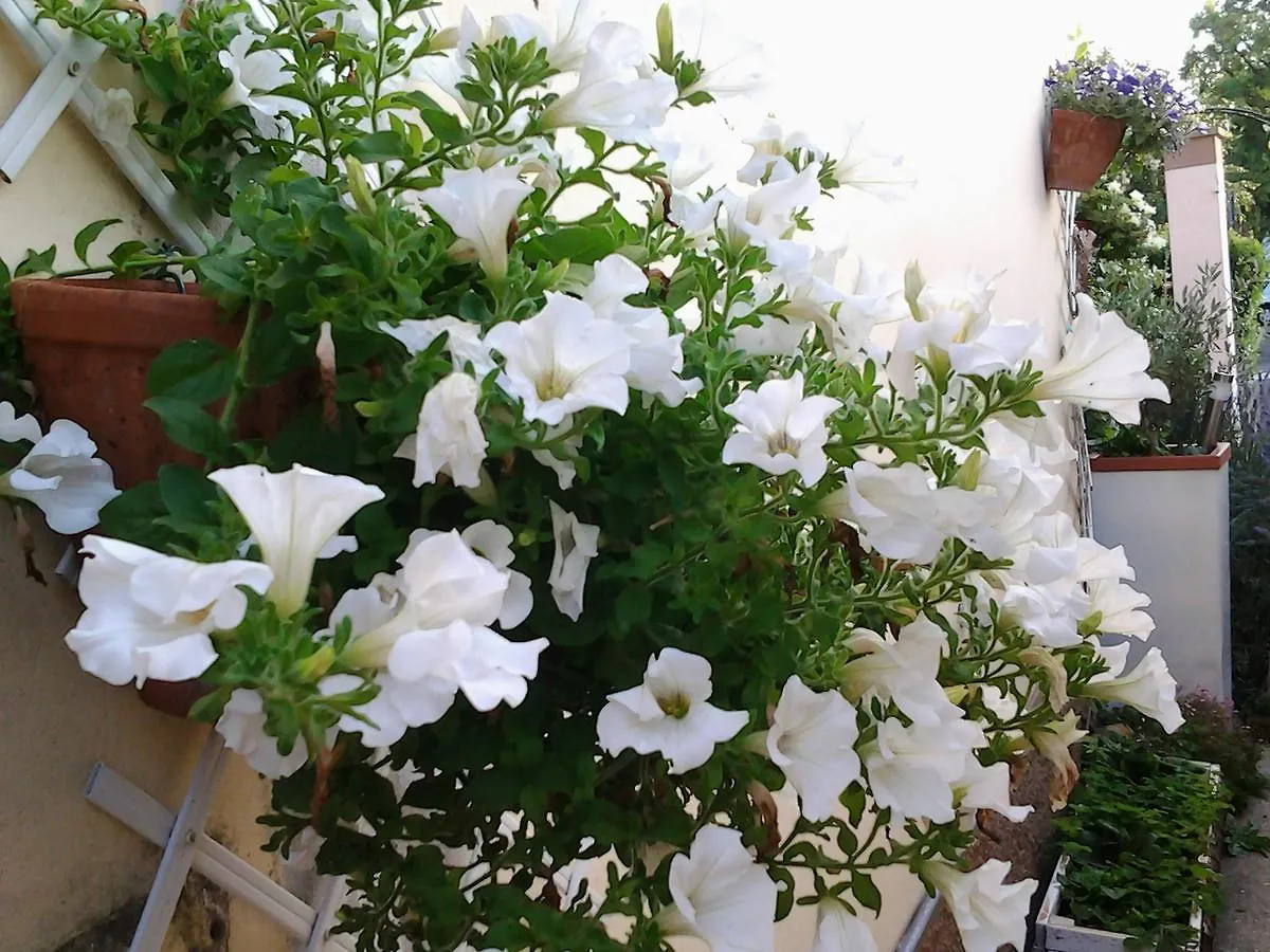 Dolce Vita Valeggio sul Mincio Apartment
